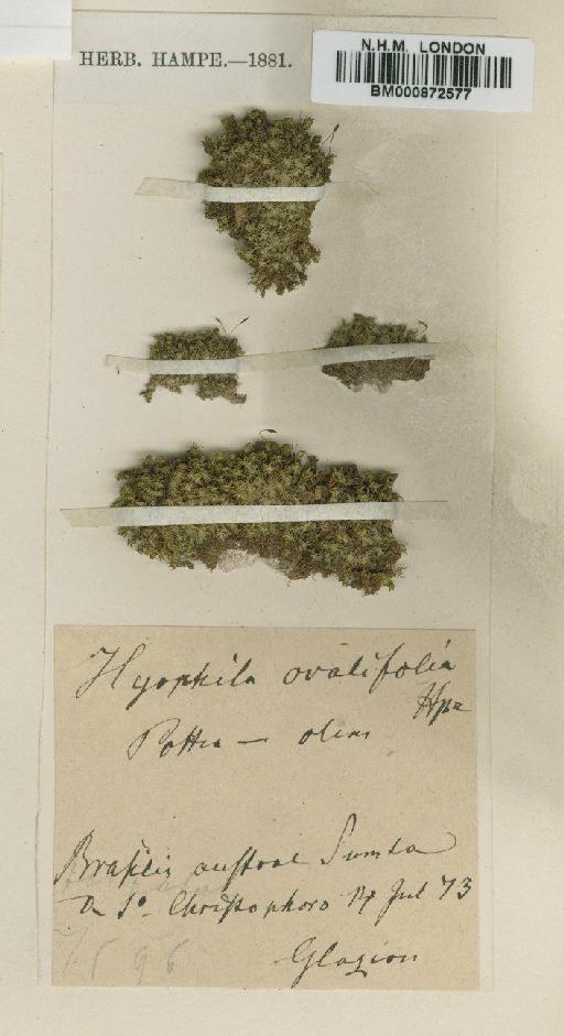 Hyophila involuta (Hook.) A.Jaeger - BM000872577