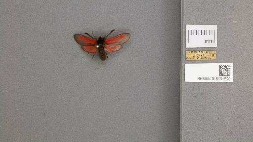 Zygaena (Mesembrynus) purpuralis purpuralis (Brünnich, 1763) - 015191520_775459_1477570