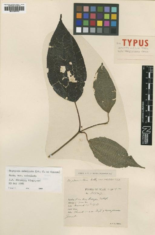 Oxyspora umbellata var. umbellata (Hook.f. ex Triana) J.F.Maxwell - BM000944431