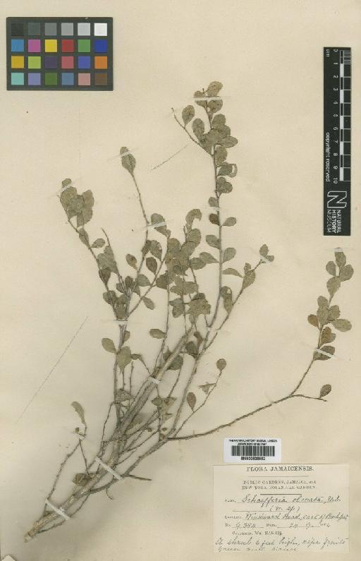 Schaefferia obovata Urb. - BM000838852