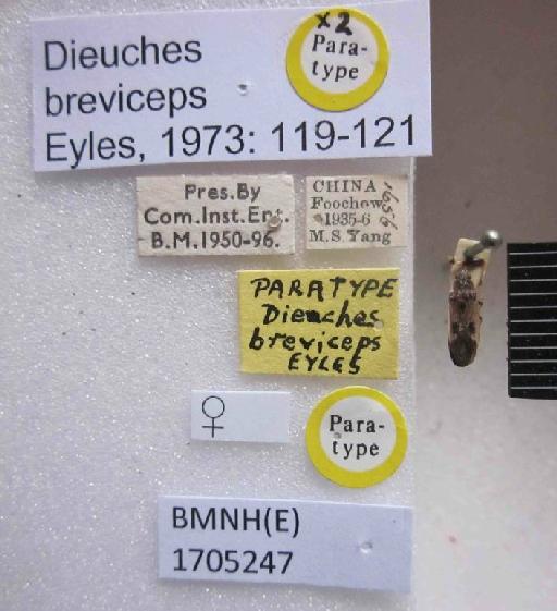 Dieuches breviceps Eyles, 1973 - Dieuches breviceps-BMNH(E)1705247-Paratype Female Labels