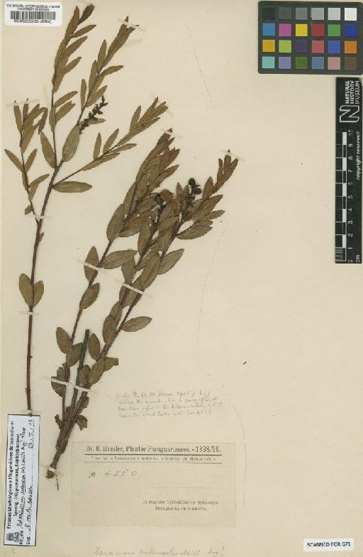 Sebastiania subsessilis (Müll.Arg.) Pax - BM000526385