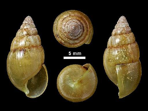 Glessula arthuri subterclass Tectipleura (Benson, 1864) - 1946.10.16.35-37, LECTOTYPE & PARALECTOTYPES, Glessula arthuri