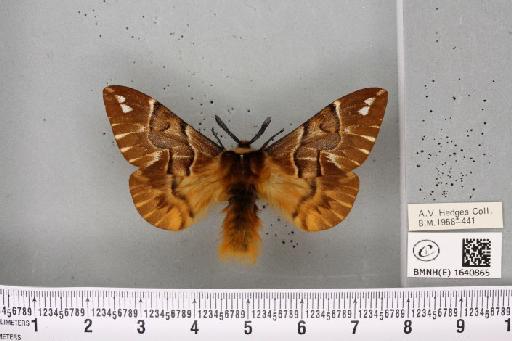 Endromis versicolora (Linnaeus, 1758) - BMNHE_1640865_240061