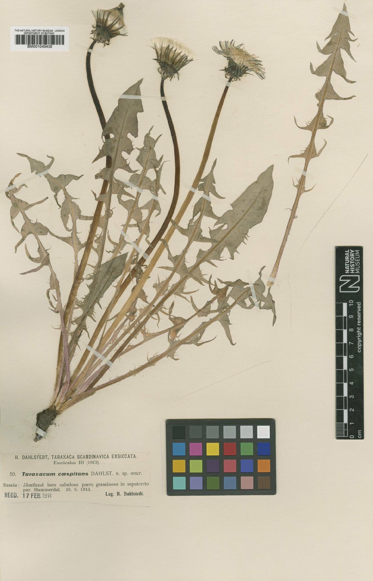 To NHMUK collection (Taraxacum caespitans Dahlst; Type; NHMUK:ecatalogue:1998135)