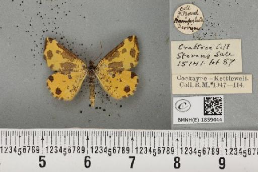 Pseudopanthera macularia ab. radiata-interrupta Loritz, 1947 - BMNHE_1859444_430074