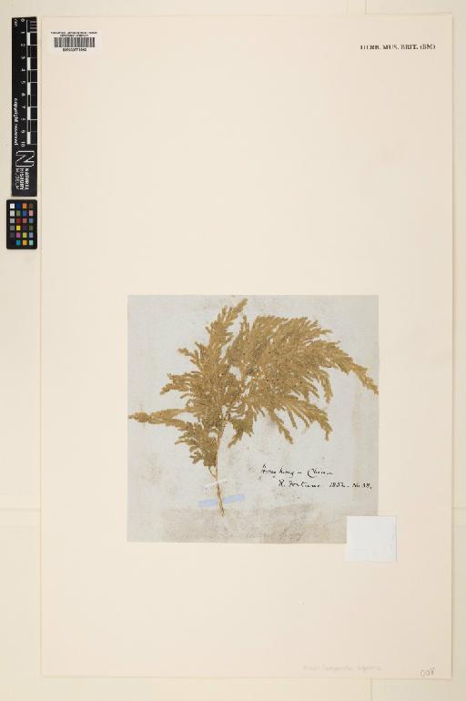 Selaginella biformis A.Braun ex Kuhn - 000779640