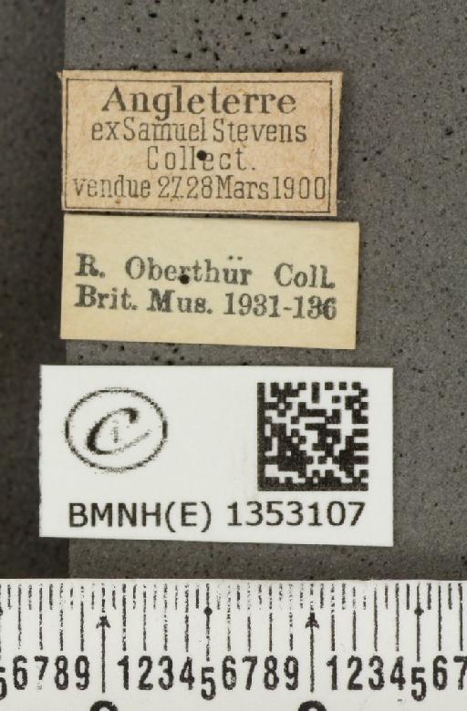 Ochlodes sylvanus (Esper, 1777) - BMNHE_1353107_label_155943