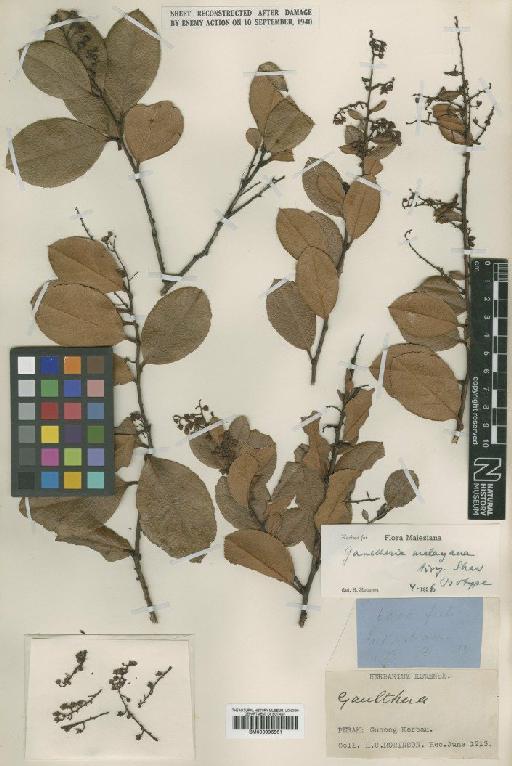 Gaultheria malayana Airy Shaw - BM000996561