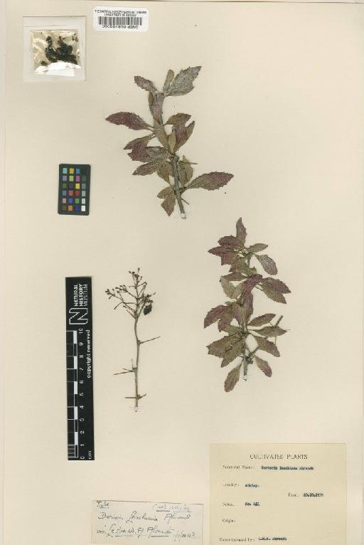 Berberis × leachiana Ahrendt - BM000554810