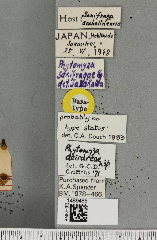 Chromatomyia deirdreae (Griffiths, 1972) - BMNHE_1489485_label_60534