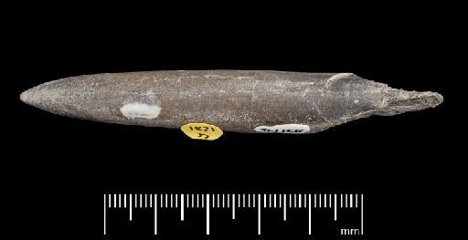 Acrocoelites (Odontobelus) vulgaris (Young & Bird, 1822) - PI CC 1281 - belemnite