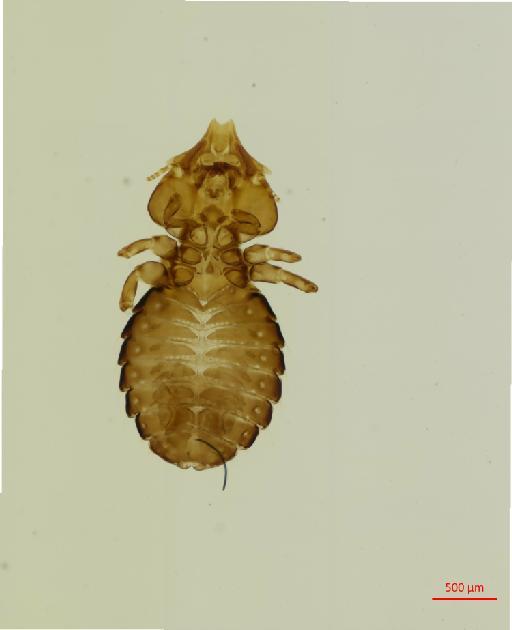 Saemundssonia phaetona Osborn, 1890 - 010692027__2017_08_11-Scene-1-ScanRegion0