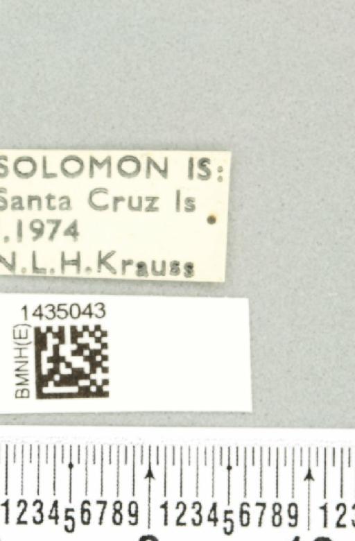 Bactrocera (Bactrocera) simulata (Malloch, 1939) - BMNHE_1435043_label_28504