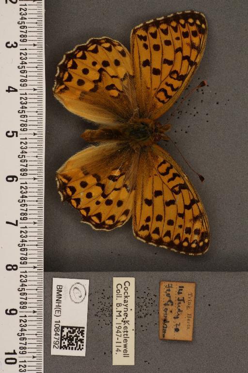 Argynnis aglaja ab. flavescens Tutt, 1896 - BMNHE_1084792_53788