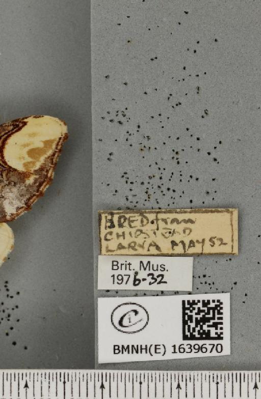 Phalera bucephala bucephala (Linnaeus, 1758) - BMNHE_1639670_label_208824
