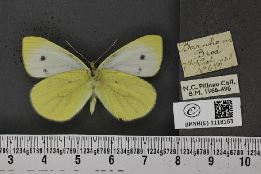 Pieris rapae rapae (Linnaeus, 1758) - BMNHE_1118163_73474