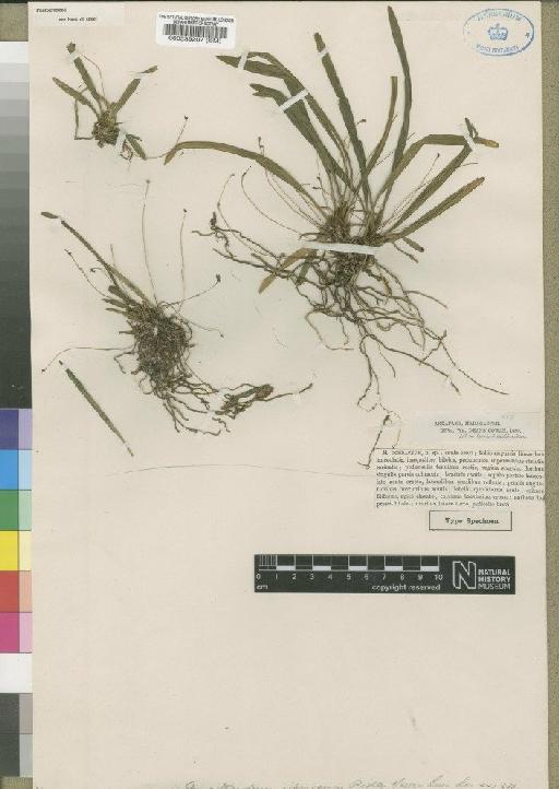 Angraecum ochraceum (Ridl.) Schltr. - BM000539207