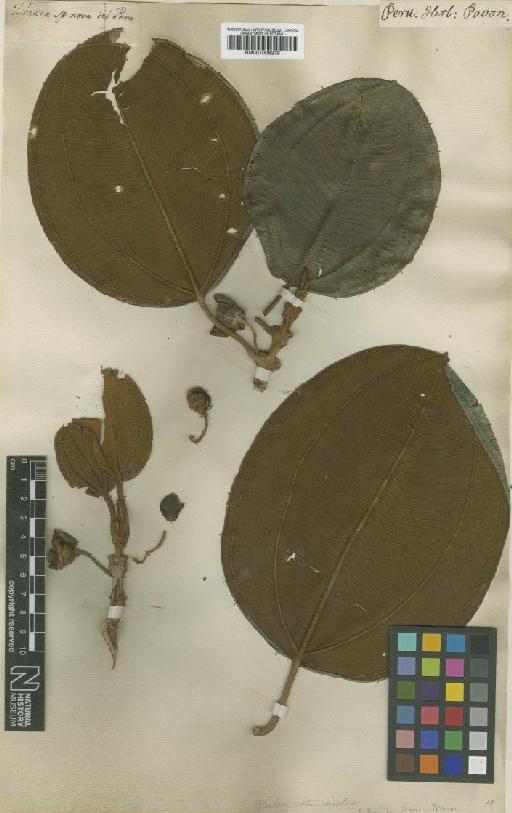 Blakea rotundifolia D.Don - BM001008238