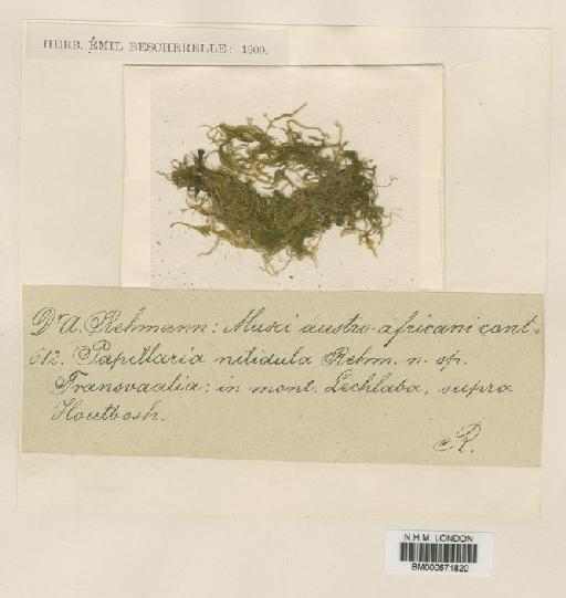 Floribundaria floribunda (Dozy & Molk.) M.Fleisch. - BM000671820