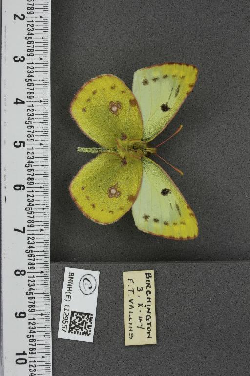 Colias hyale ab. intermedia Tutt, 1896 - BMNHE_1129557_87228
