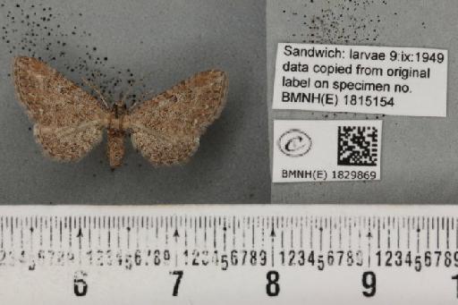 Eupithecia millefoliata (Rössler, 1866) - BMNHE_1829869_405043