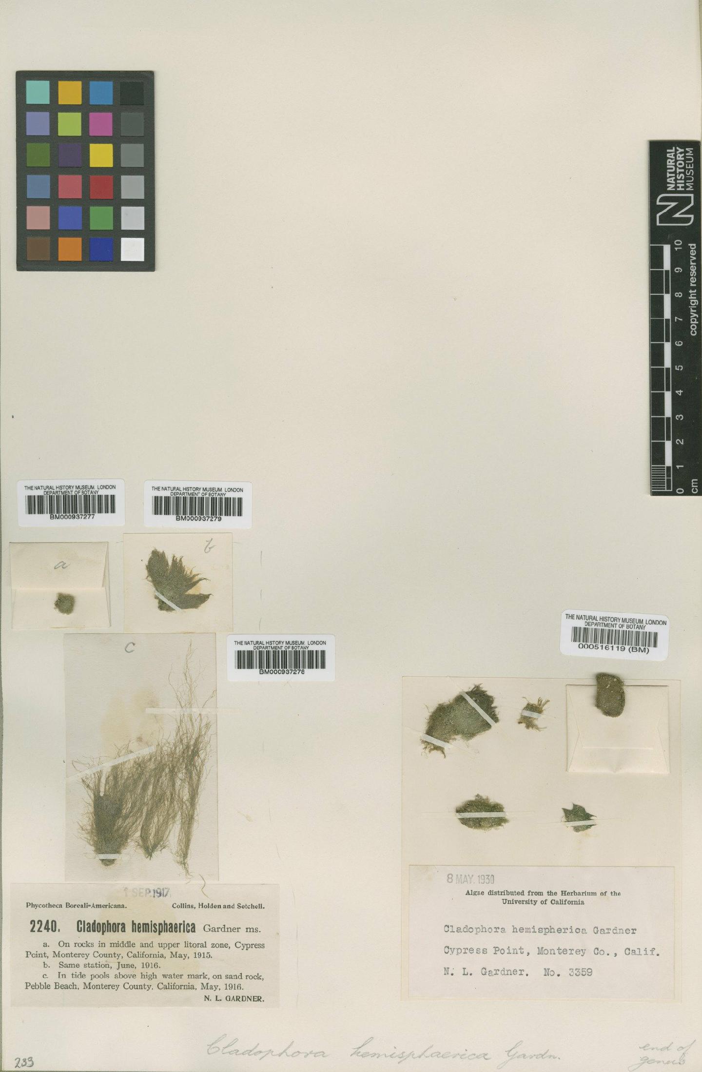 To NHMUK collection (Cladophora columbiana (Collins) I.A.Abbott & Hollenb.; Syntype; NHMUK:ecatalogue:474992)