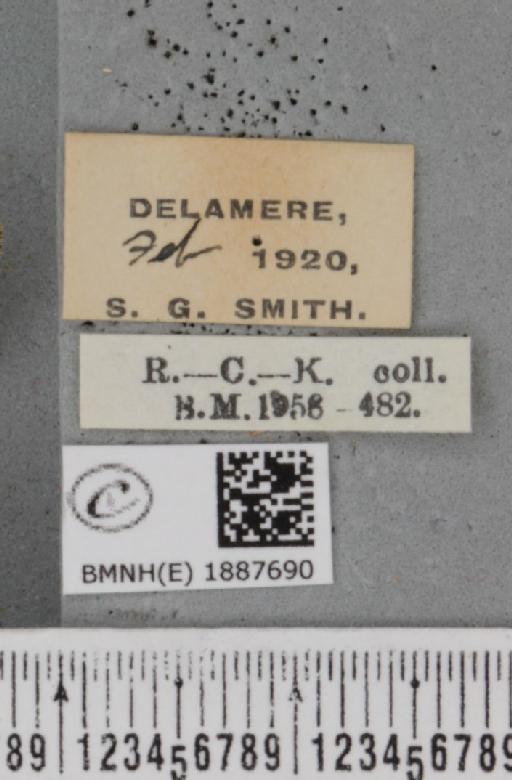 Apocheima hispidaria (Denis & Schiffermüller, 1775) - BMNHE_1887690_label_455062