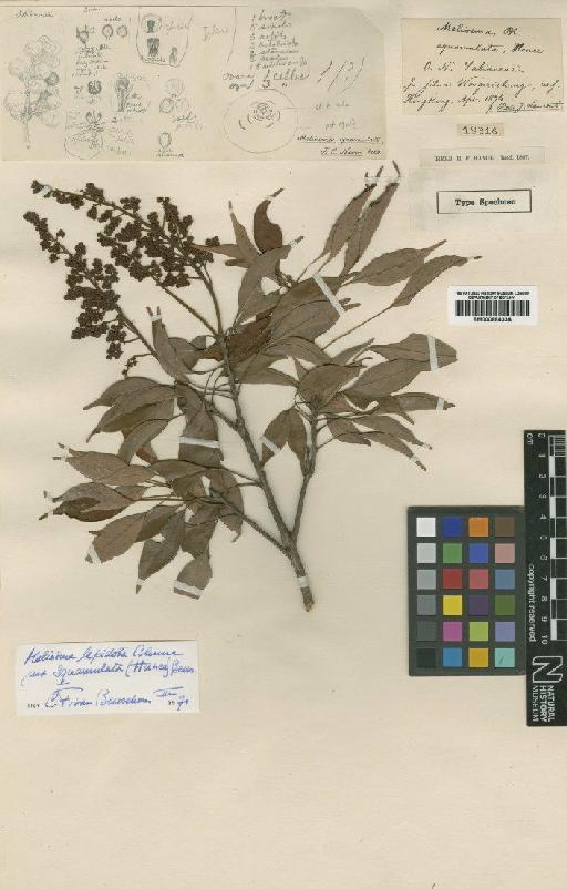 Meliosma lepidota subsp. squamulata (Hance) Beusekom - BM000884334