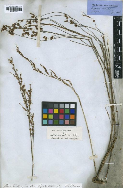 Leptocarpus spathaceus R.Br. - BM000991371