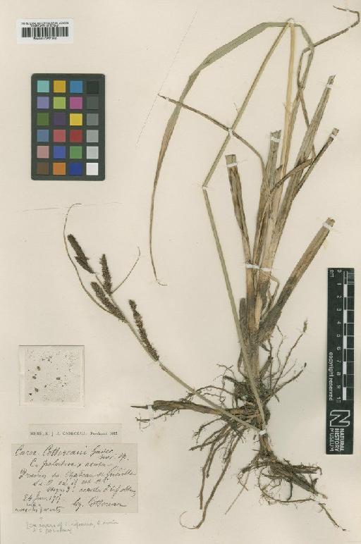 Carex acutiformis Ehrh. × C. acuta L. - BM001067150