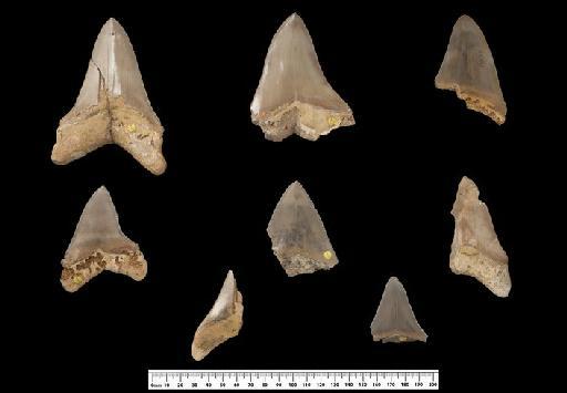 Otodus megalodon infraphylum Gnathostomata Agassiz, 1843 - Image of NHMUK PV P 337