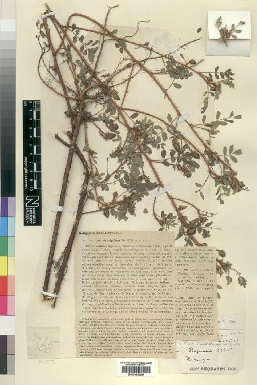 Indigofera secundiflora Poir. - BM000843094