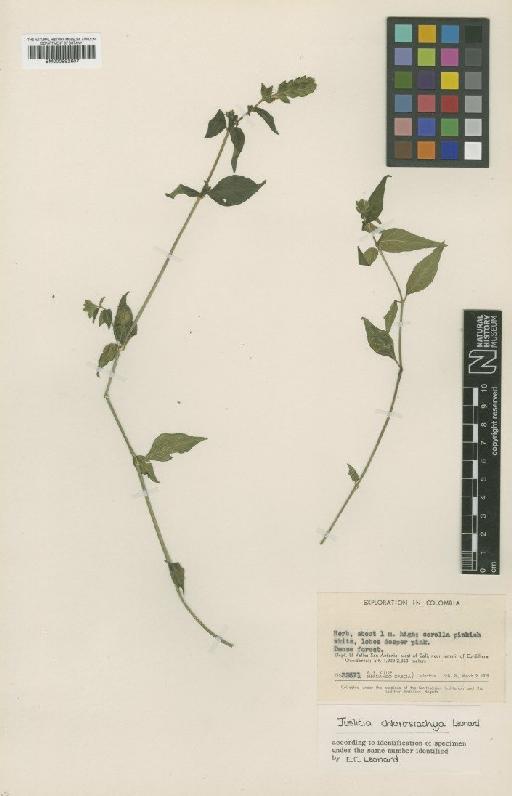 Justicia chlorostachya Leonard - BM000992607