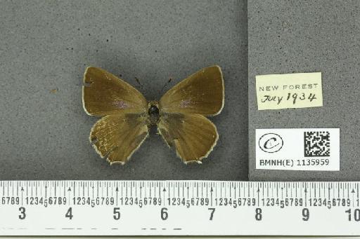 Neozephyrus quercus ab. caerulescens Lempke, 1936 - BMNHE_1135959_94050