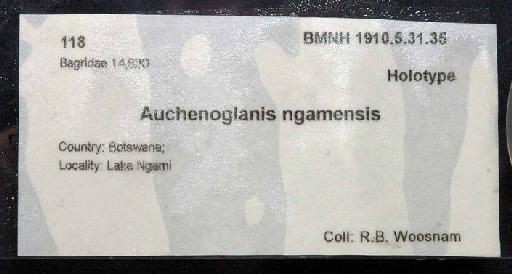 Auchenoglanis ngamensis Boulenger, 1911 - 1910.5.31.35; Auchenoglanis ngamensis; image of jar label; ACSI project image