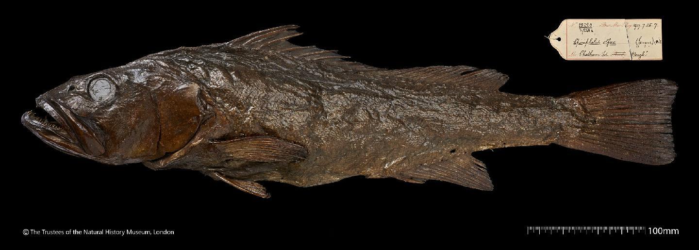 To NHMUK collection (Serranus olfax Jenyns, 1840; HOLOTYPE; NHMUK:ecatalogue:2502712)