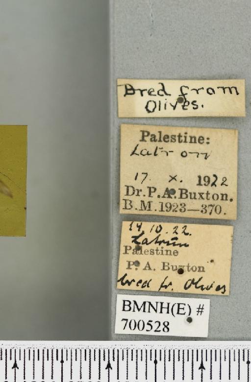 Bactrocera (Daculus) oleae (Rossi, P., 1790) - BMNHE_700528_label_34561