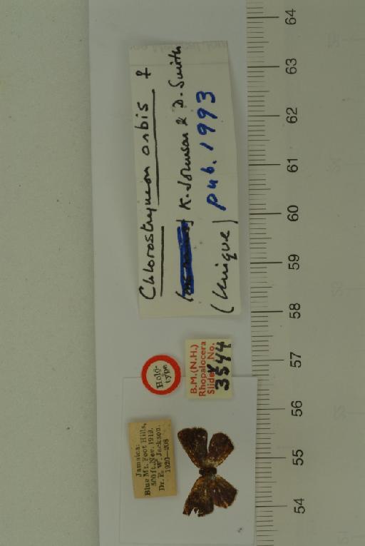 Chlorostrymon orbis Johnson & Smith, 1993 - Chlorostrymon orbis K.Johnson & D. Smith,1993.  HT male BMNH(E) #982834 labels1