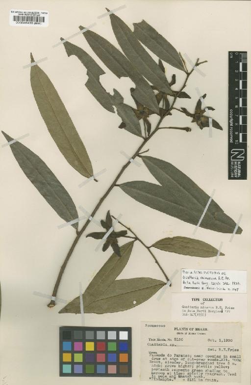 Guatteria australis A.St.-Hil. - BM000546435