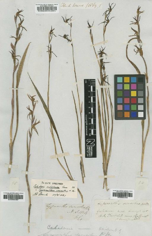 Lyperanthus suaveolens R.Br. - BM000095059