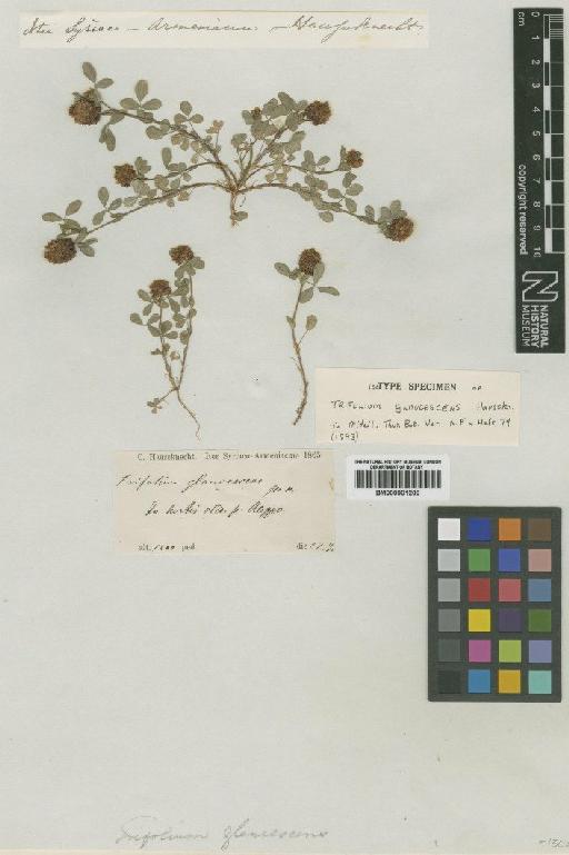 Trifolium campestre Schreb. - BM000901200