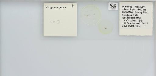 Isogonoceraia Tuthill, 1964 - 013483005_117198_1146272_157715_NonType_result