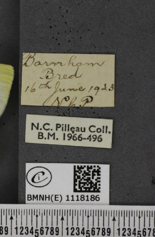 Pieris rapae rapae (Linnaeus, 1758) - BMNHE_1118186_label_73497