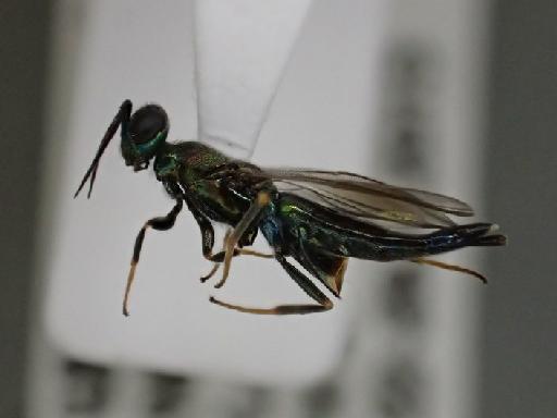 Calosota aestivalis Curtis, 1836 - Calosota aestivalis Curtis, 1836 NHMUK010198735 female lateral