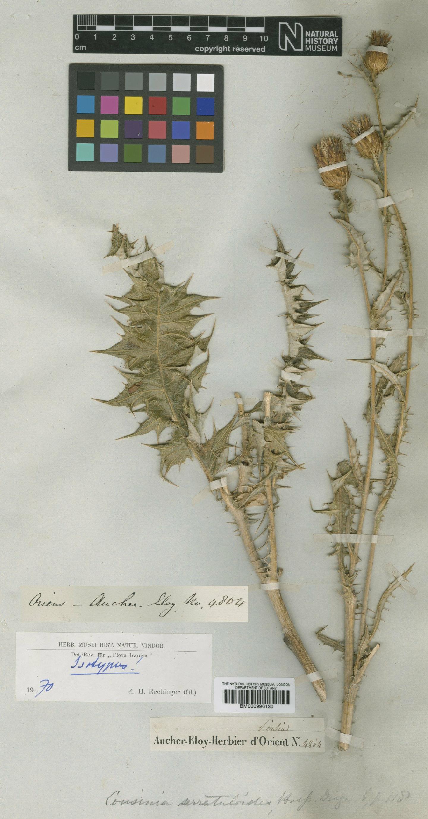To NHMUK collection (Cousinia serratuloides Boiss.; Type; NHMUK:ecatalogue:475847)
