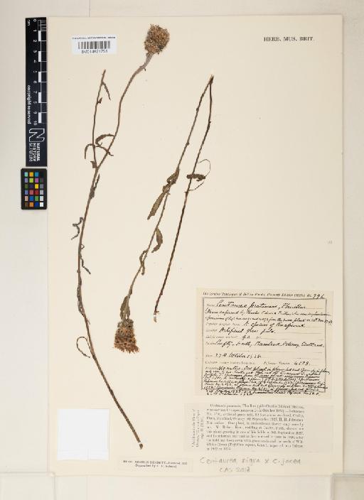 Centaurea jacea x nigra = c. x moncktonii C.E.Britton - 014621751