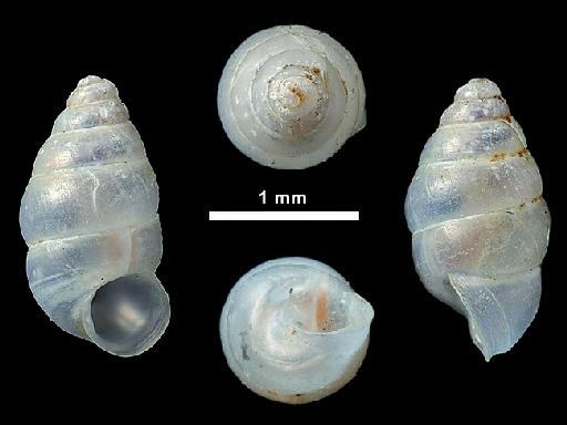 Diplommatina (Nicida) subovata Beddome, 1875 - 1875.3.6.46, LECTOTYPE & PARALECTOTYPES, Diplommatina (Nicida) subovata Beddome, 1875