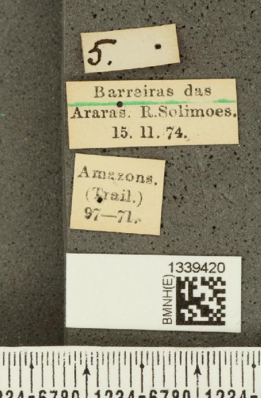 Isotes limbifera (Baly, 1879) - BMNHE_1339420_label_21854
