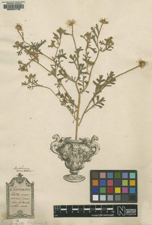 Anthemis tomentosa L. - BM000647188